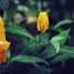 Pachystachys lutea