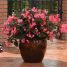 Begonia cucullata
