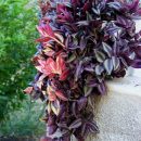 Tradescantia zebrina