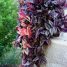 Tradescantia zebrina