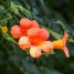 Campsis grandiflora