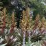 Alcantarea imperialis