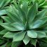 Agave attenuata