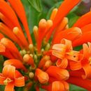 Pyrostegia venusta