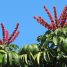 Schefflera actinophylla