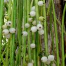 Rhipsalis baccifera