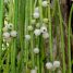 Rhipsalis baccifera