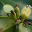 Erythroxylum catuaba