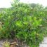 Clusia fluminensis