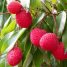 Litchi chinensis