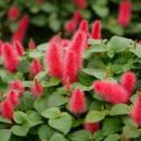 Acalypha reptans