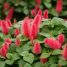 Acalypha reptans