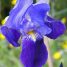 Iris germanica