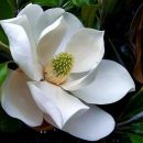 Magnolia grandiflora