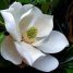 Magnolia grandiflora