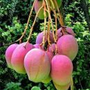 Mangifera indica