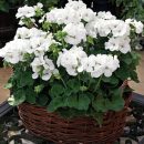 Pelargonium hortorum