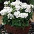 Pelargonium hortorum
