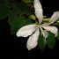 Bauhinia forficata