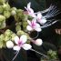 Plantas para várzeas úmidas as margens dos rios, lagos e lagoas