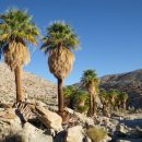 Whashingtonia filifera
