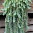 Sedum morganianum