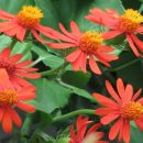 Senecio confusus