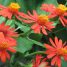 Senecio confusus