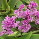 Callisia warszewicziana