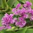 Callisia warszewicziana