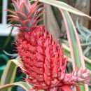 Ananas bracteatus “striatus”