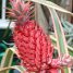 Ananas bracteatus “striatus”