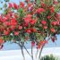 Callistemon citrinus