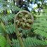 Dicksonia sellowiana