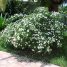 Jasminum sambac