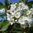 Viburnum tinus