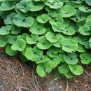 Lycianthes asarifolia