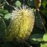 Banksia integrifolia