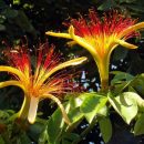 Pachira aquatica