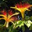 Pachira aquatica