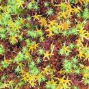 Sphagnum sp
