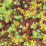 Sphagnum sp