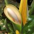 Philodendron bipinnatifidium