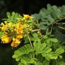 Caesalpinia leiostachya