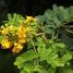 Caesalpinia leiostachya