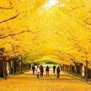 Ginkgo biloba