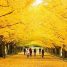 Ginkgo biloba