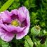 Papaver somniferum
