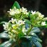 Pittosporum tobira