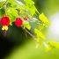 Abutilon megapotamicum